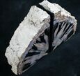 Small Blue Forest Petrified Wood Bookends #7609-3
